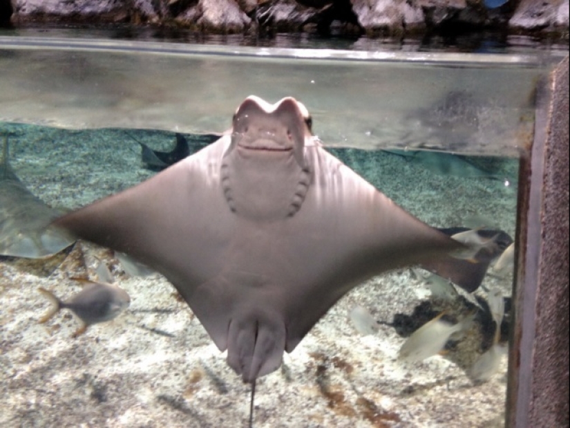 ¿Quién dijo que los animales no pueden sonreír?