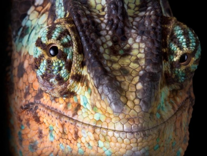 ¿Quién dijo que los animales no pueden sonreír?