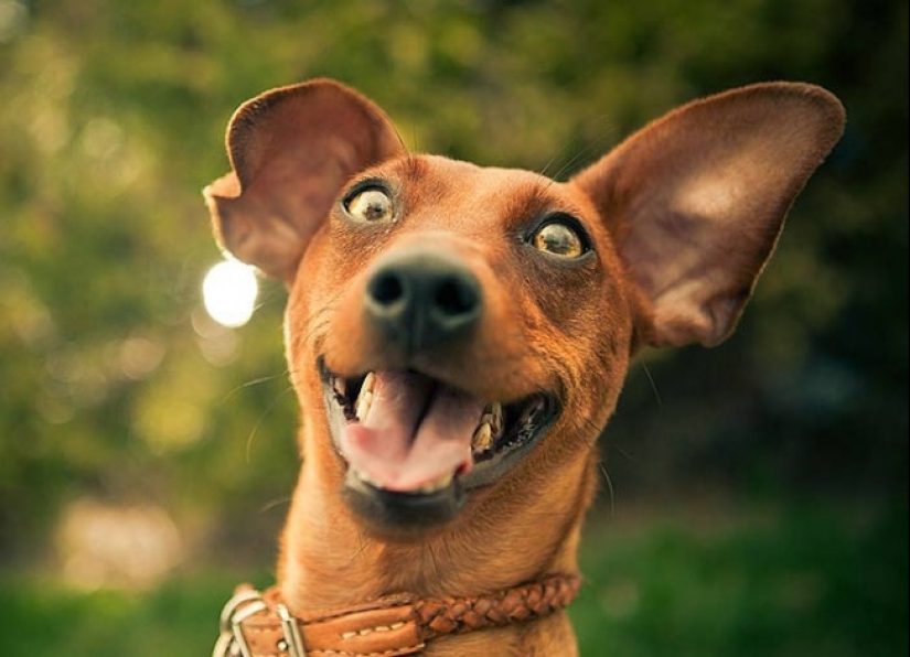 ¿Quién dijo que los animales no pueden sonreír?