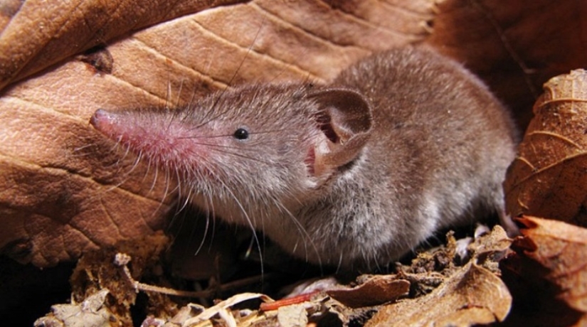 ¿Quién es Chuchundra o cómo los traductores de Kipling cometieron un error?