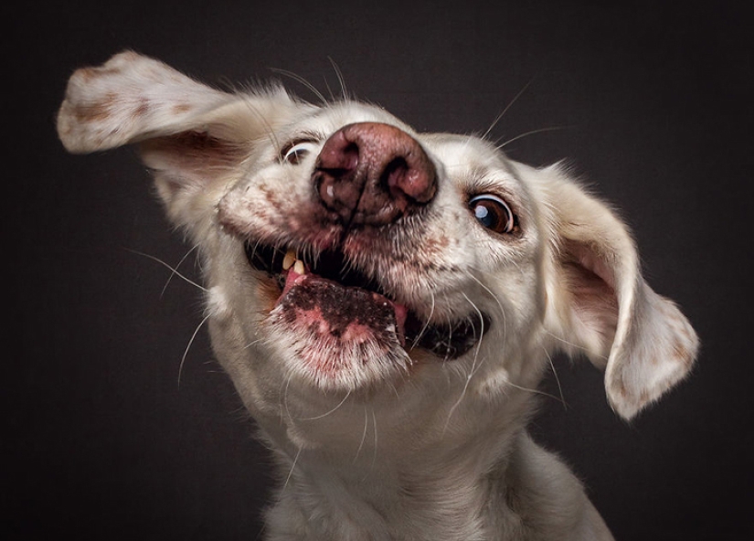 Quieres un delicioso y no raskoryachishsya: divertido perros coger los alimentos