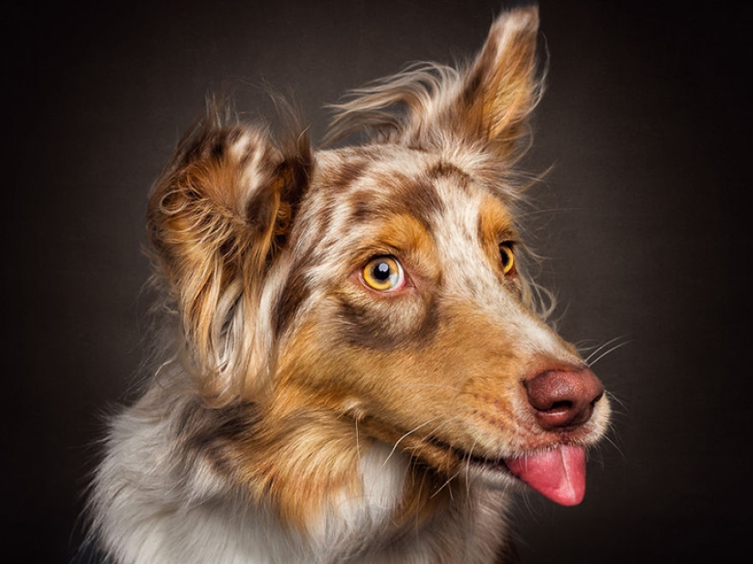 Quieres un delicioso y no raskoryachishsya: divertido perros coger los alimentos