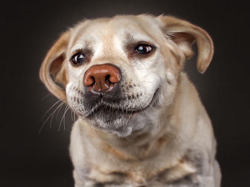 Quieres un delicioso y no raskoryachishsya: divertido perros coger los alimentos