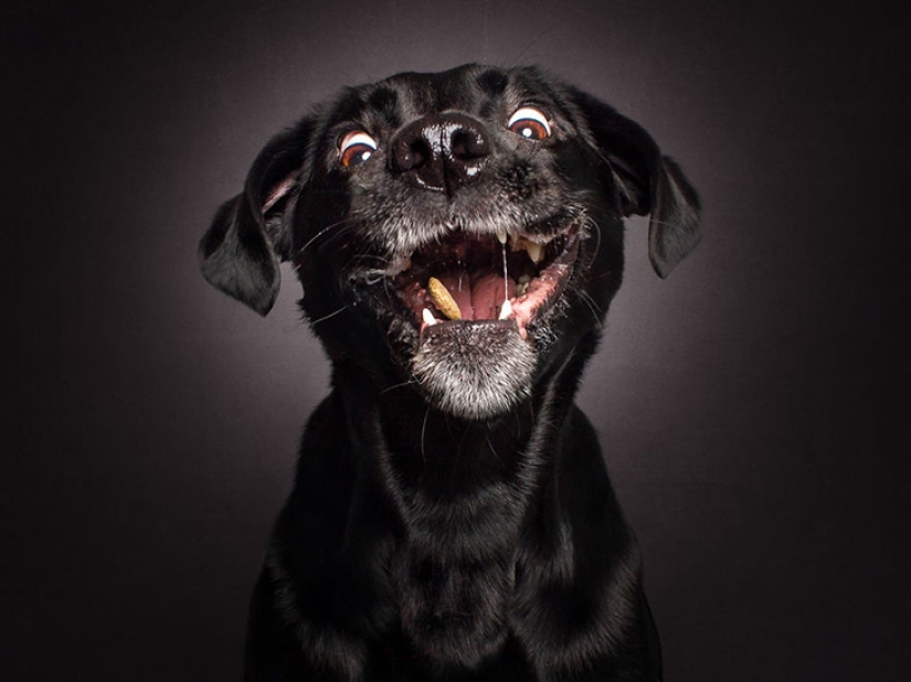 Quieres un delicioso y no raskoryachishsya: divertido perros coger los alimentos