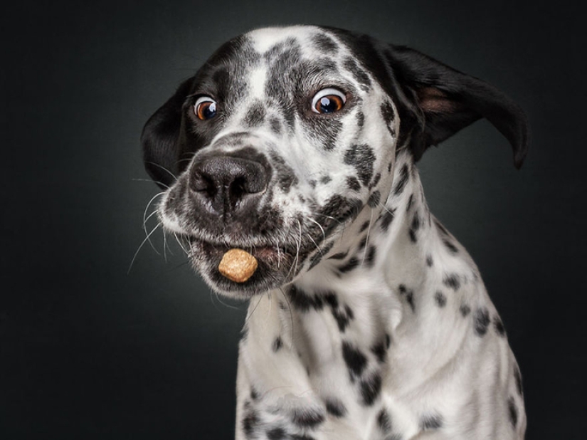 Quieres un delicioso y no raskoryachishsya: divertido perros coger los alimentos