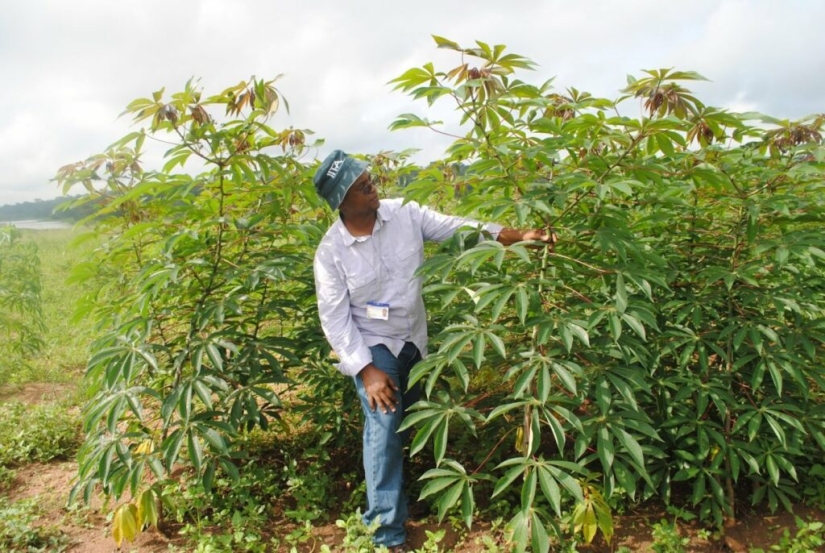 Quinientos millones de personas en la Tierra consumen un producto mortal Quinientos millones de personas en la Tierra consumen un producto mortal