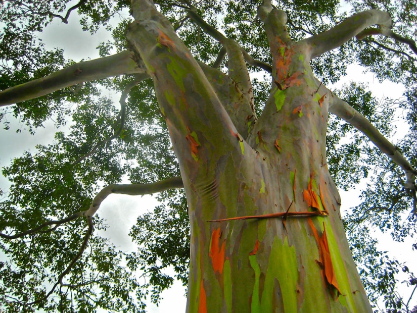 Rainbow Eucalyptus Rainbow Eucalyptus