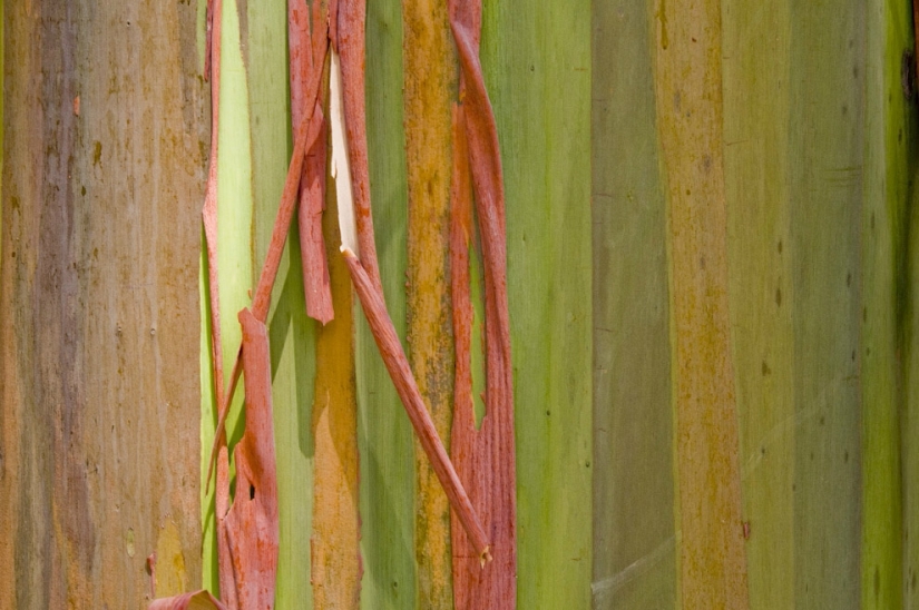Rainbow Eucalyptus Rainbow Eucalyptus