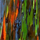 Rainbow Eucalyptus