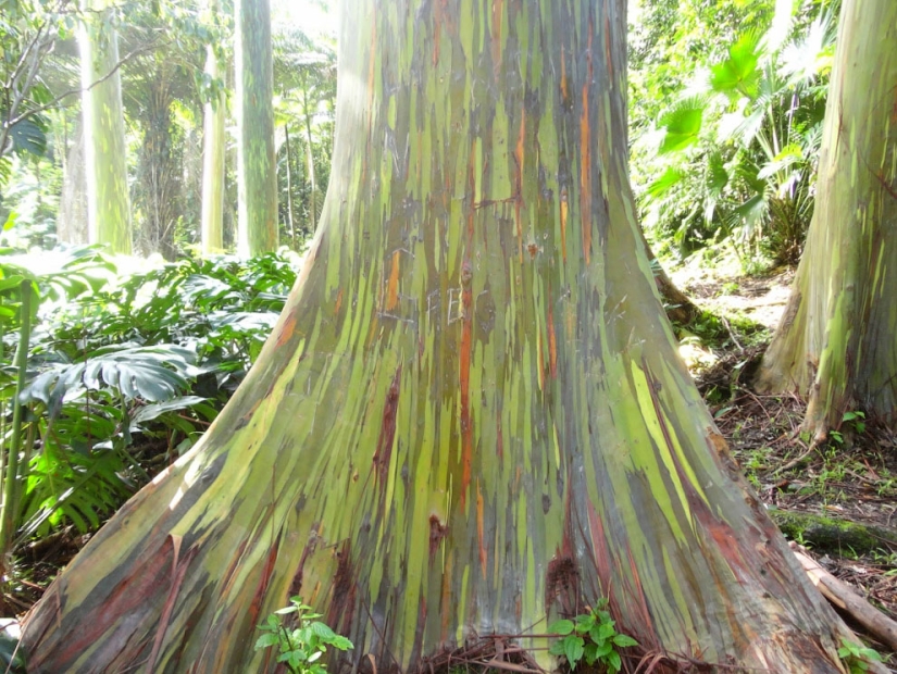Rainbow Eucalyptus Rainbow Eucalyptus