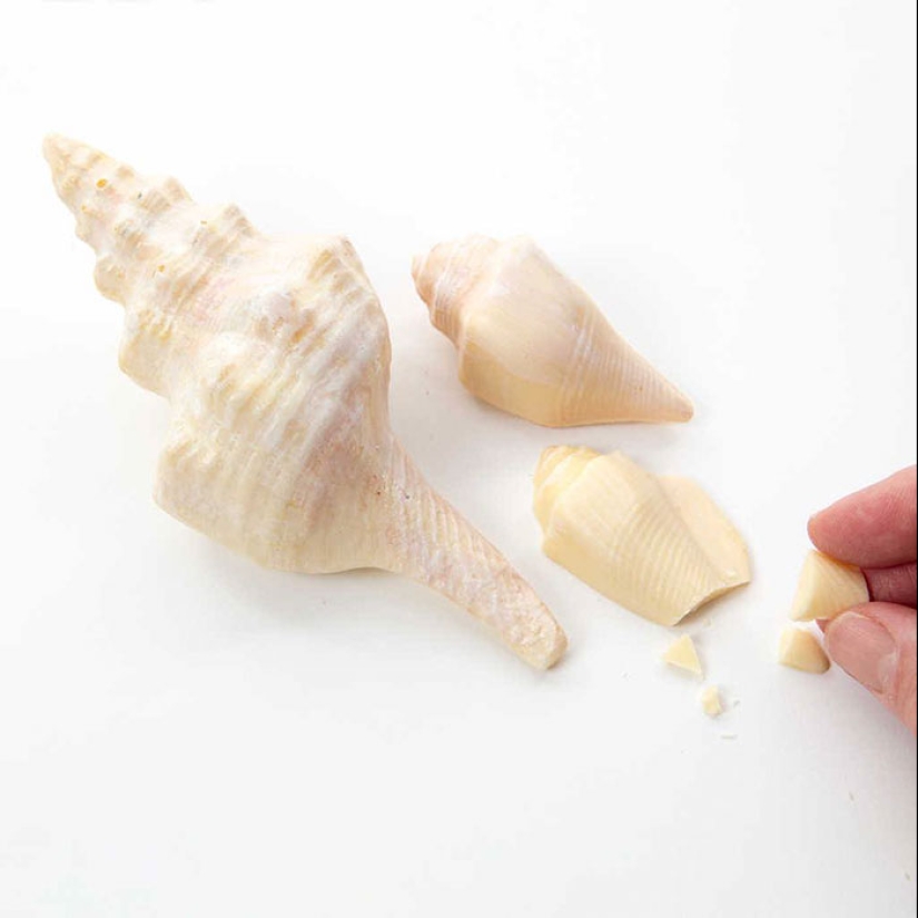 Ranas, corazones, conchas y otras figuras de chocolate de Sarah Hardy Ranas, corazones, conchas y otras figuras de chocolate de Sarah Hardy