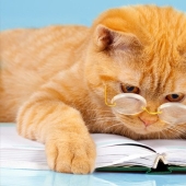 Rating of the most intelligent animals