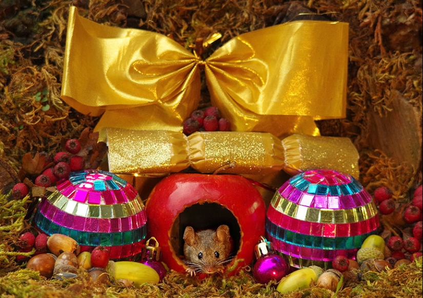 Ratón pueblo fotógrafo Británico Simon Dell