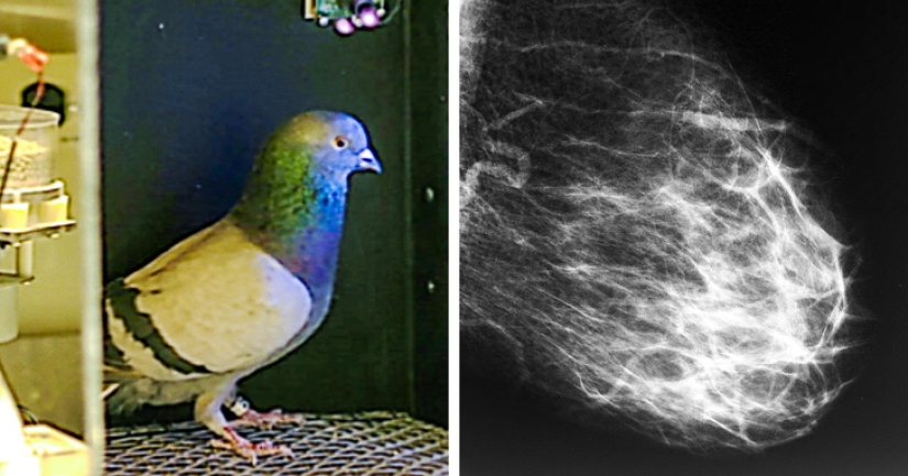 Rats, mines, tuberculosis and other unpredictable things related to each other Rats, mines, tuberculosis and other unpredictable things related to each other