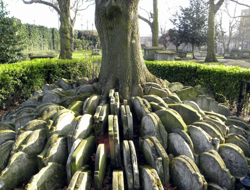 Árbol de lápida de Hardy con cientos de lápidas Árbol de lápida de Hardy con cientos de lápidas