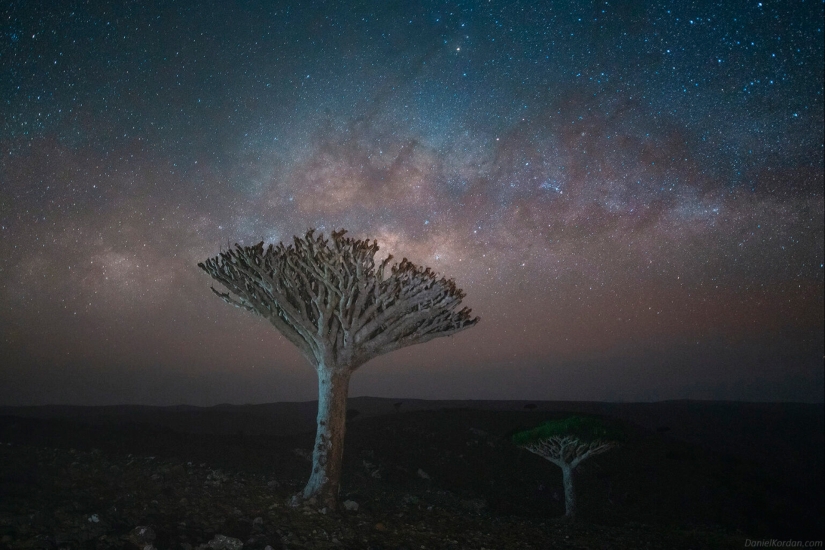 Árboles de dragón en Socotra en la lente del fotógrafo Daniil Korzhonov