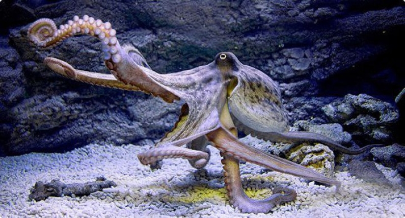 Realidad o ficción: 20 de las mejores investigaciones de Cazadores de mitos