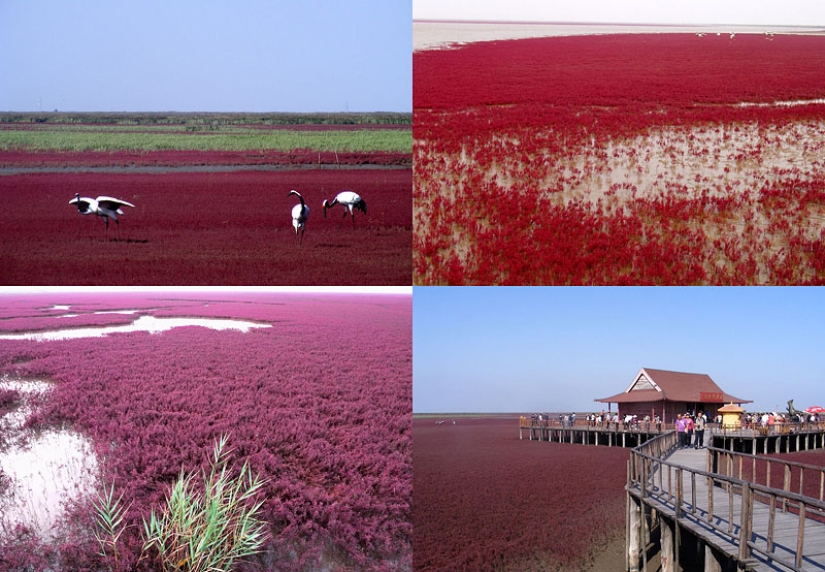 Red Beach in China Red Beach in China