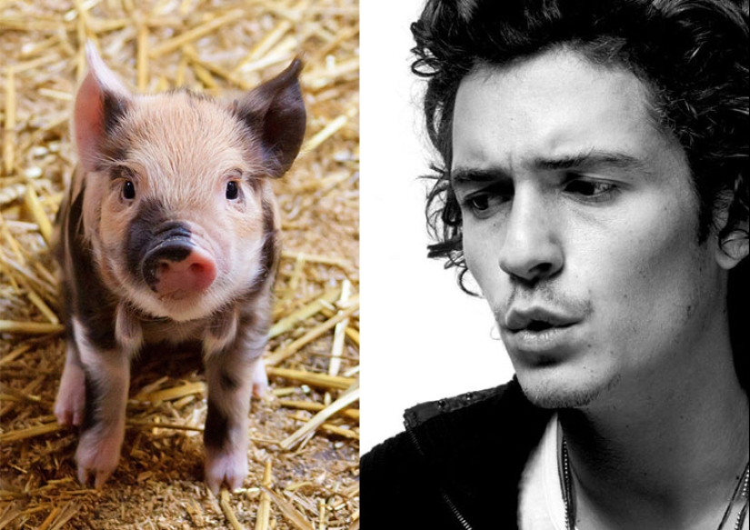"Remove the pig!": unexpected phobias of Depp, Bloom, Medvedeva and other stars "Remove the pig!": unexpected phobias of Depp, Bloom, Medvedeva and other stars