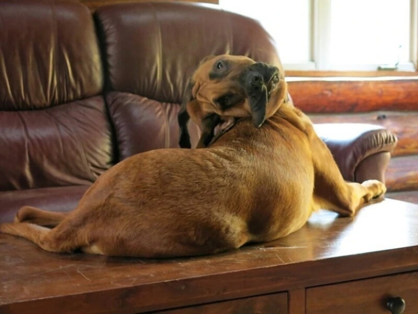 Resultó, parecía: 22 fotos que son engañosas