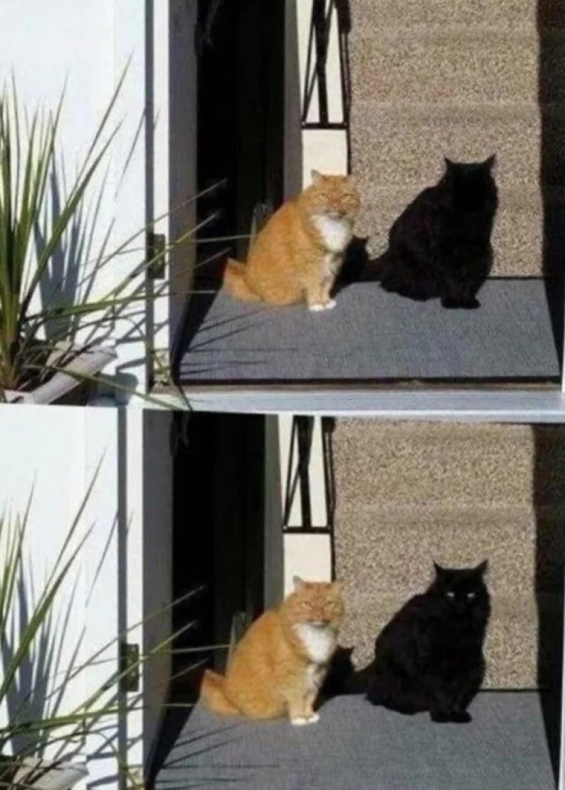 Resultó, parecía: 22 fotos que son engañosas