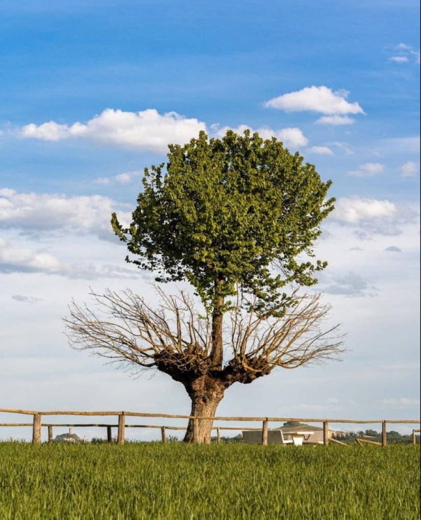 Sí, realmente existe! 22 fotos de fenómenos sorprendentes y cosas Sí, realmente existe! 22 fotos de fenómenos sorprendentes y cosas