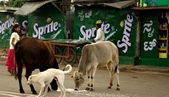 Sacred vagrants: How homeless cows have become a problem in India