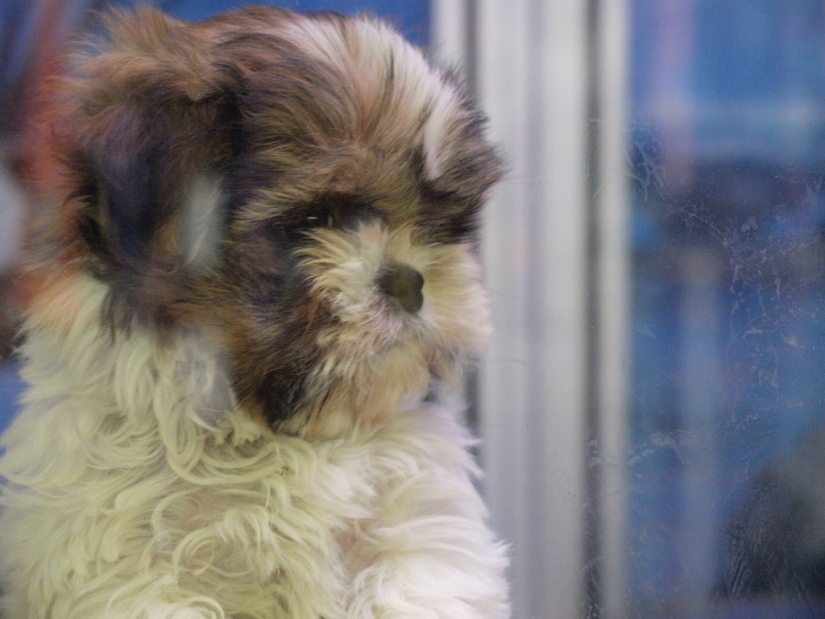 Sad puppies Sad puppies