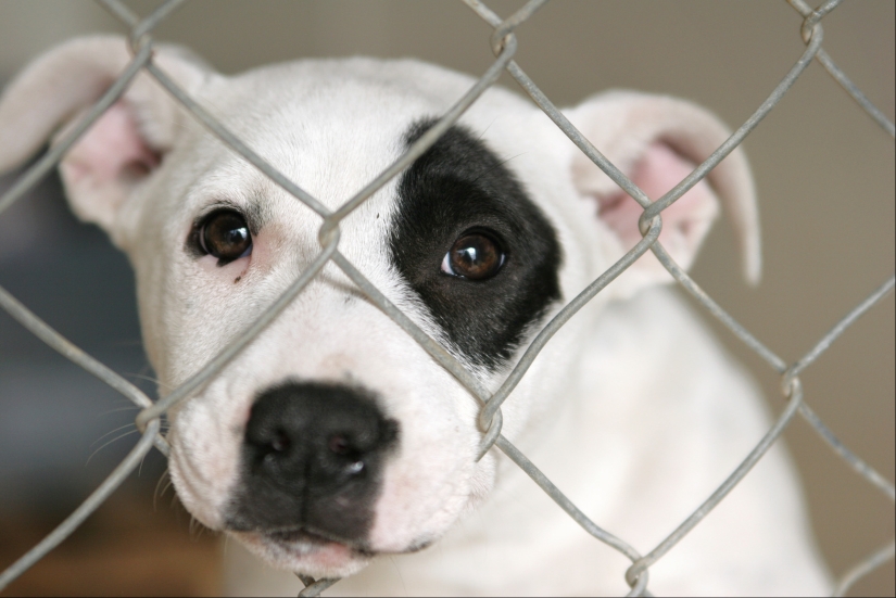 Sad puppies Sad puppies