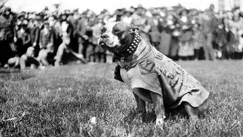 Sargento Stubby-perro heroico de la Primera Guerra Mundial Sargento Stubby-perro heroico de la Primera Guerra Mundial