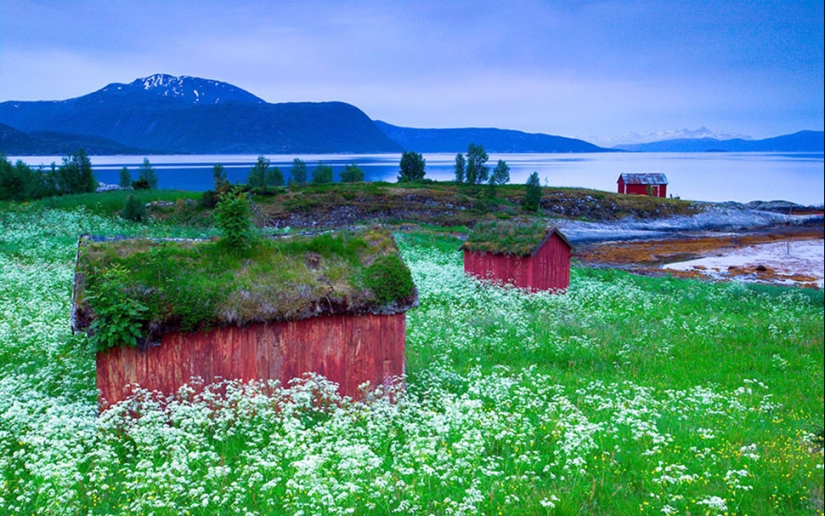 Scandinavian houses with an overgrown roof, in which you want to settle immediately Scandinavian houses with an overgrown roof, in which you want to settle immediately