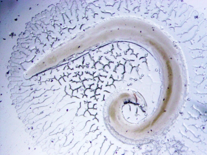 Scientists Explain Why You Should Wash Your Hands After Any Contact With Animals