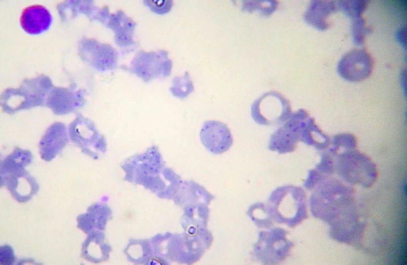 Scientists Explain Why You Should Wash Your Hands After Any Contact With Animals