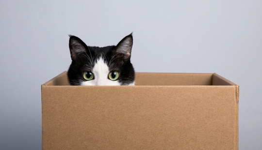 Scientists explain why cats like to sit in boxes and bags Scientists explain why cats like to sit in boxes and bags