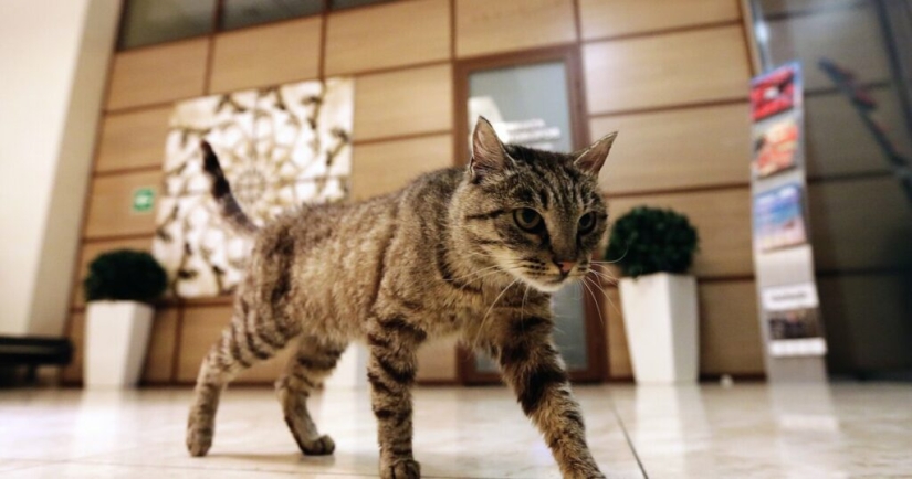 Scientists have learned that cats remember each other's nicknames, but are indifferent to their owners