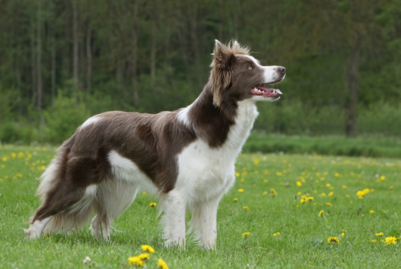 Scientists have named the smartest dog breed