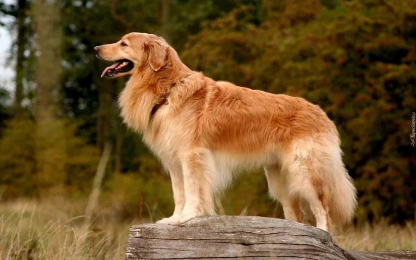 Scientists have named the smartest dog breed