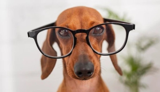Scientists have named the smartest dog breed Scientists have named the smartest dog breed