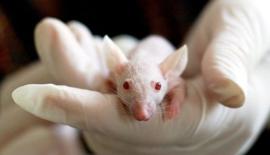 Scientists have told what happens to the psyche after drinking Scientists have told what happens to the psyche after drinking