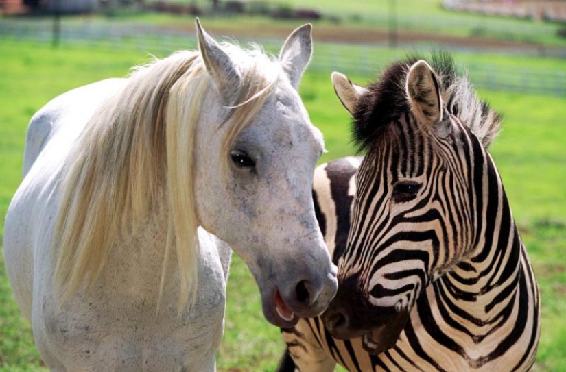 Scientists have unraveled the secret of zebra coloration. You will be surprised