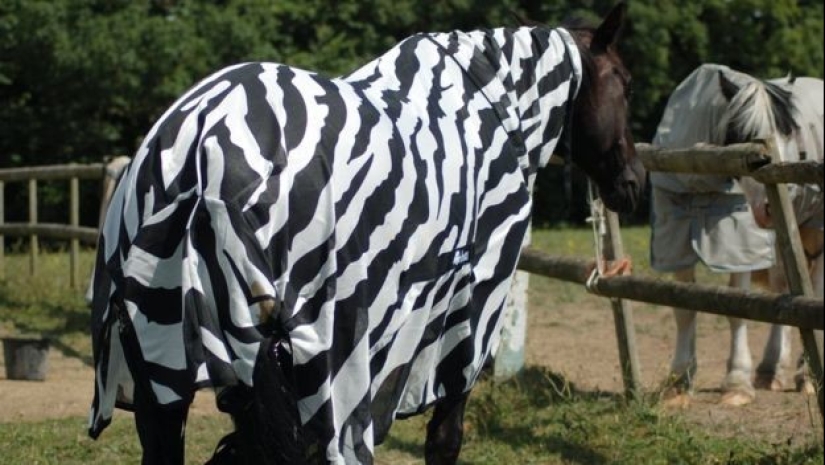 Scientists have unraveled the secret of zebra coloration. You will be surprised