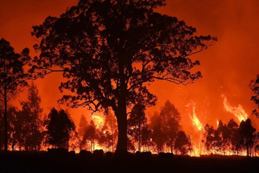 Se ha descubierto que los wombats tienen la capacidad de compasión. ¿Es tan? Se ha descubierto que los wombats tienen la capacidad de compasión. ¿Es tan?