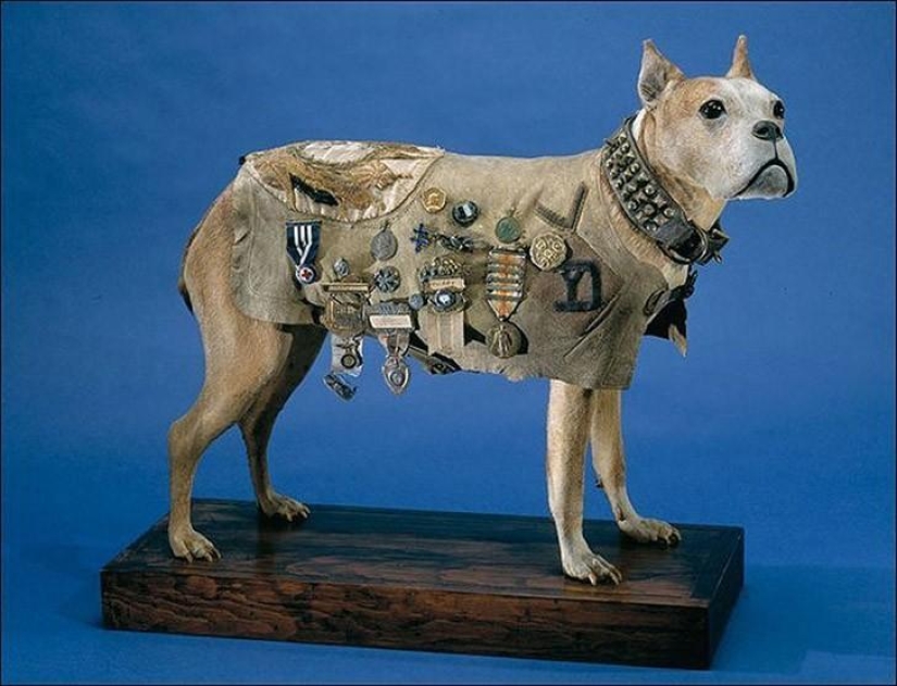 Sergeant Stubby — heroic dog of the First World War Sergeant Stubby — heroic dog of the First World War