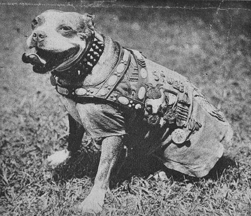 Sergeant Stubby — heroic dog of the First World War Sergeant Stubby — heroic dog of the First World War