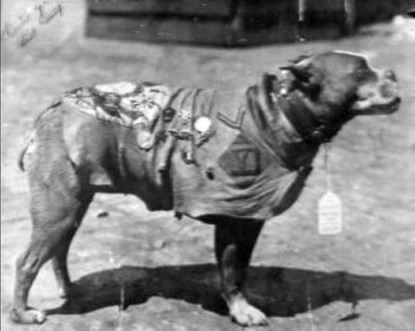 Sergeant Stubby — heroic dog of the First World War Sergeant Stubby — heroic dog of the First World War
