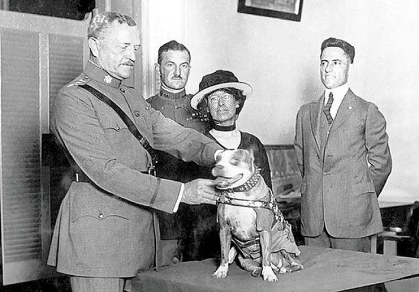 Sergeant Stubby — heroic dog of the First World War Sergeant Stubby — heroic dog of the First World War