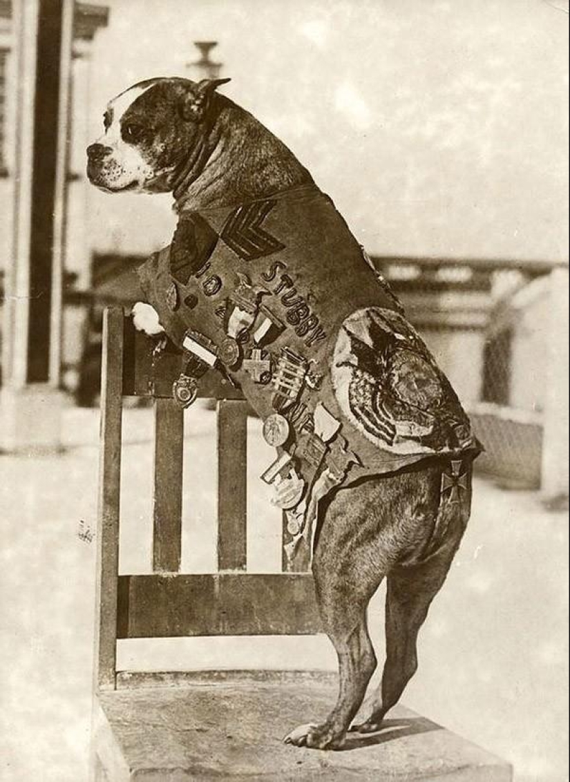 Sergeant Stubby — heroic dog of the First World War Sergeant Stubby — heroic dog of the First World War