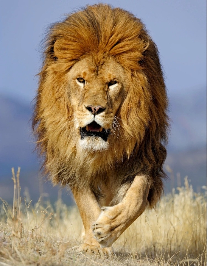 Sexo fatal: historias reales sobre la muerte durante las relaciones sexuales Sexo fatal: historias reales sobre la muerte durante las relaciones sexuales