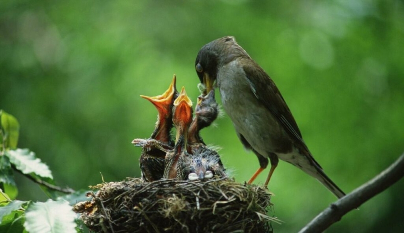 She Chews - Clients Pay: Shocking "Bird" Trend on OnlyFans