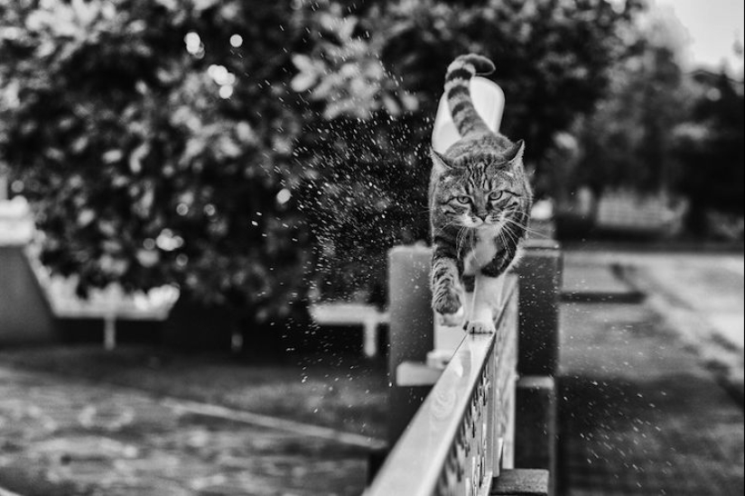 Sin el gato, y la vida no es la misma: equilibrado gatos acróbatas demostrar las maravillas de equilibrio Sin el gato, y la vida no es la misma: equilibrado gatos acróbatas demostrar las maravillas de equilibrio